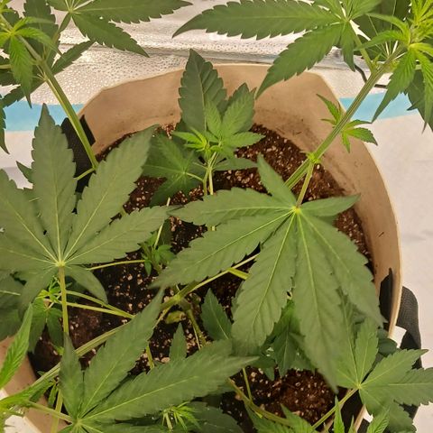 Ice dream cake seedsman seeds ×2 growlog timeline photo