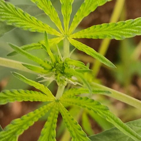 Ice dream cake seedsman seeds ×2 growlog timeline photo