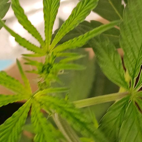 Ice dream cake seedsman seeds ×2 growlog timeline photo