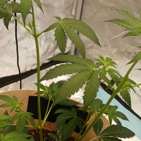 Ice dream cake seedsman seeds ×2 growlog timeline photo