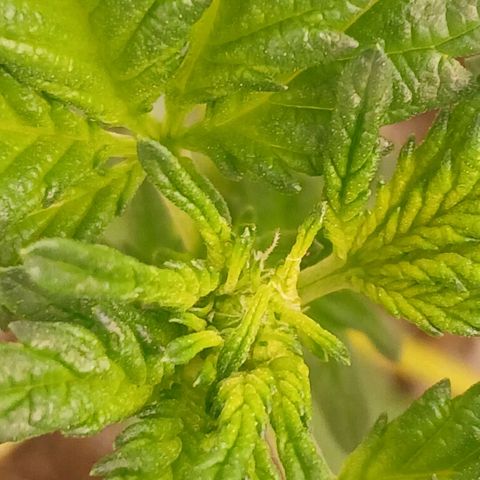 Purple bubba kush ×2 growlog timeline photo