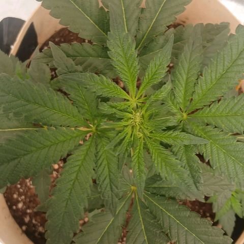 Purple bubba kush ×2 growlog timeline photo