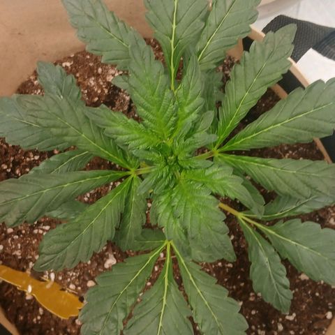 Purple bubba kush ×2 growlog timeline photo