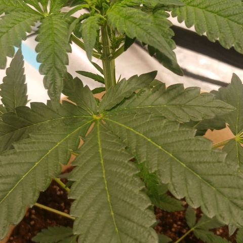 Purple bubba kush ×2 growlog timeline photo