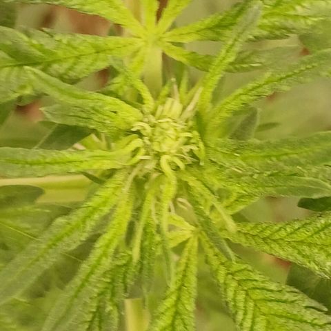 Purple bubba kush ×2 growlog timeline photo
