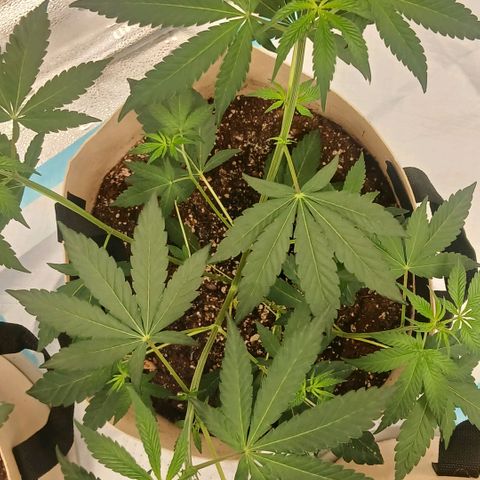 Ice dream cake seedsman seeds ×2 growlog timeline photo