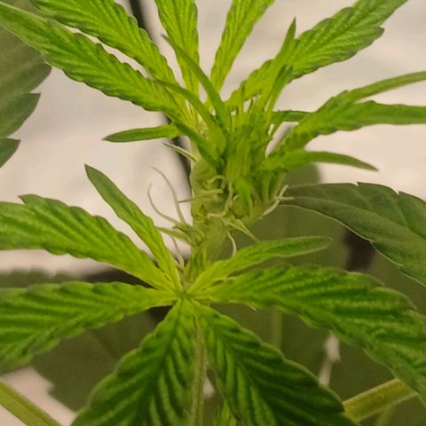 Ice dream cake seedsman seeds ×2 growlog timeline photo