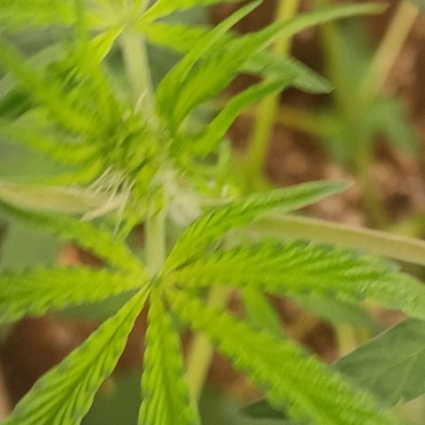 Ice dream cake seedsman seeds ×2 growlog timeline photo