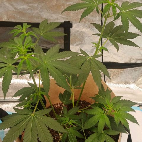 Ice dream cake seedsman seeds ×2 growlog timeline photo