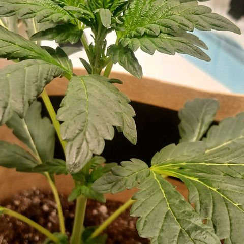 Purple bubba kush ×2 growlog timeline photo