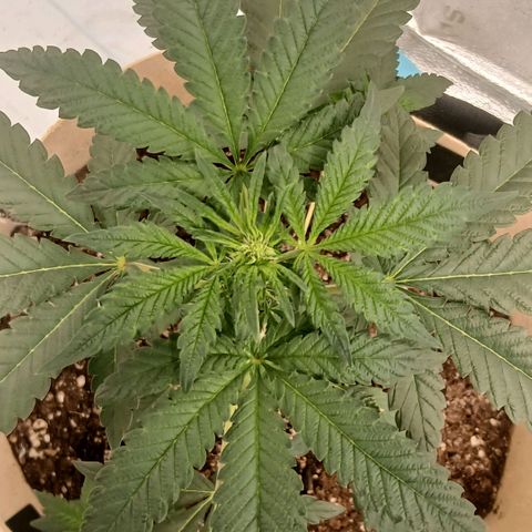 Purple bubba kush ×2 growlog timeline photo