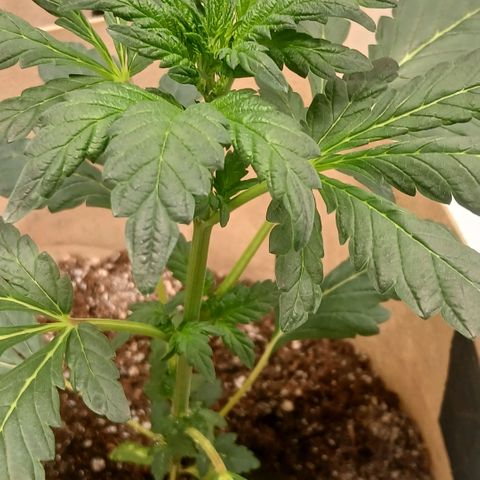 Purple bubba kush ×2 growlog timeline photo