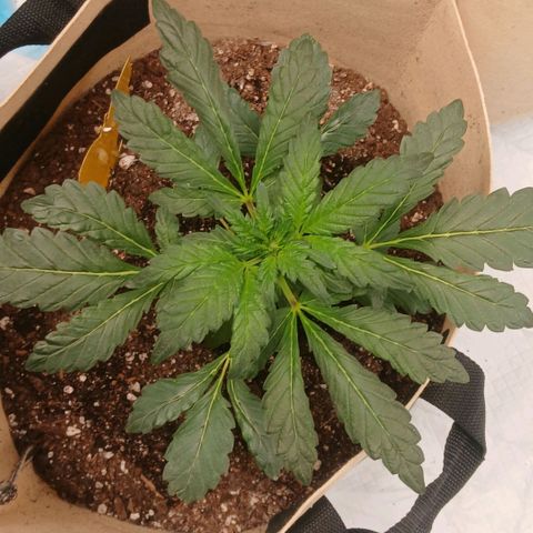 Purple bubba kush ×2 growlog timeline photo