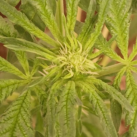Purple bubba kush ×2 growlog timeline photo