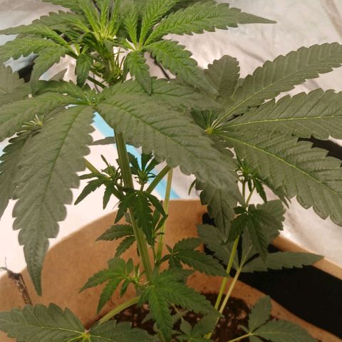 Purple bubba kush ×2 growlog timeline photo