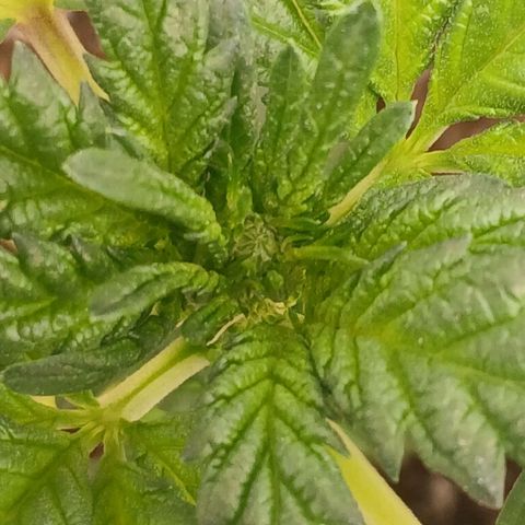 Purple bubba kush ×2 growlog timeline photo