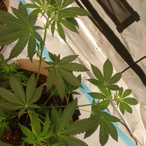 Ice dream cake seedsman seeds ×2 growlog timeline photo
