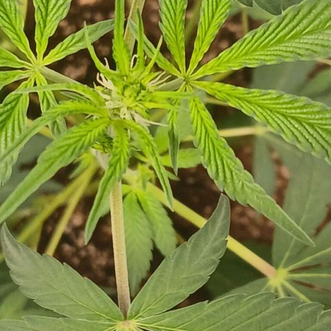 Ice dream cake seedsman seeds ×2 growlog timeline photo