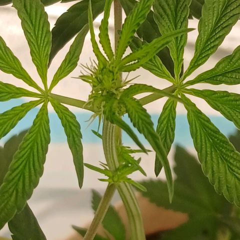 Ice dream cake seedsman seeds ×2 growlog timeline photo