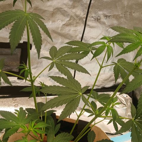 Ice dream cake seedsman seeds ×2 growlog timeline photo