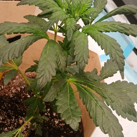 Purple bubba kush ×2 growlog timeline photo