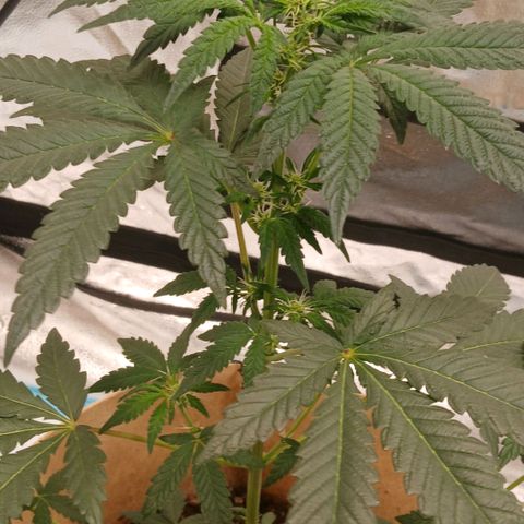Purple bubba kush ×2 growlog timeline photo