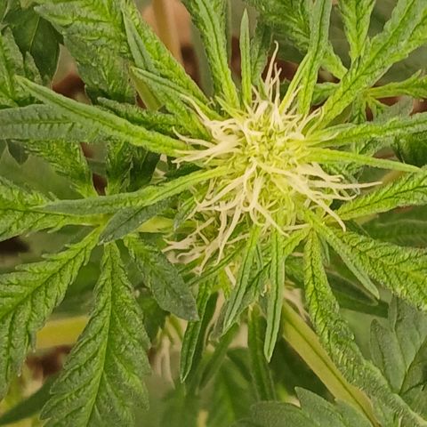 Purple bubba kush ×2 growlog timeline photo