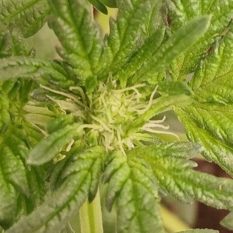 Purple bubba kush ×2 growlog timeline photo