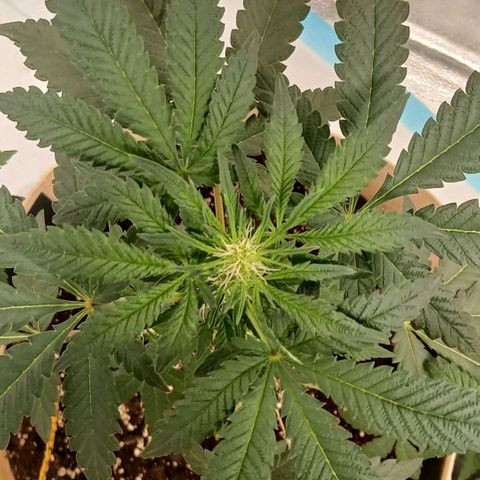 Purple bubba kush ×2 growlog timeline photo