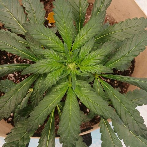 Purple bubba kush ×2 growlog timeline photo