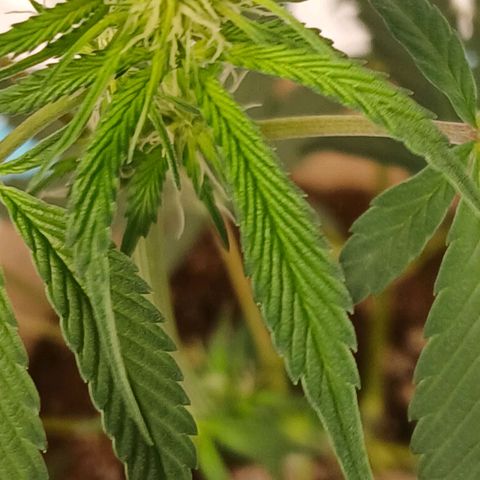 Ice dream cake seedsman seeds ×2 growlog timeline photo