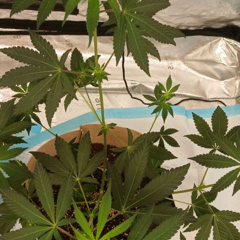 Ice dream cake seedsman seeds ×2 growlog timeline photo