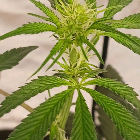 Ice dream cake seedsman seeds ×2 growlog timeline photo
