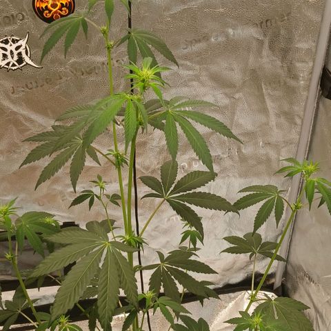 Ice dream cake seedsman seeds ×2 growlog timeline photo