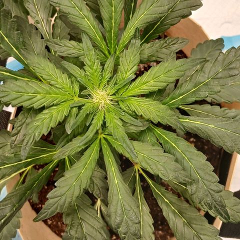Purple bubba kush ×2 growlog timeline photo