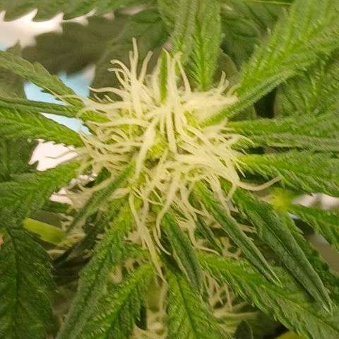 Purple bubba kush ×2 growlog timeline photo