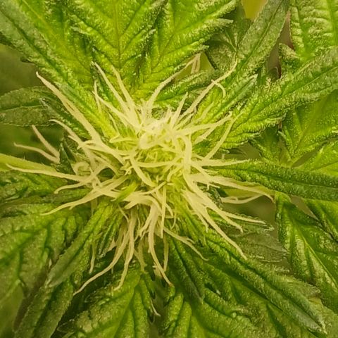 Purple bubba kush ×2 growlog timeline photo
