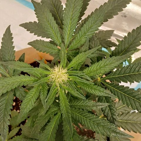 Purple bubba kush ×2 growlog timeline photo
