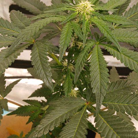 Purple bubba kush ×2 growlog timeline photo