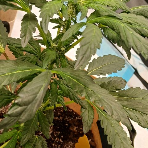 Purple bubba kush ×2 growlog timeline photo