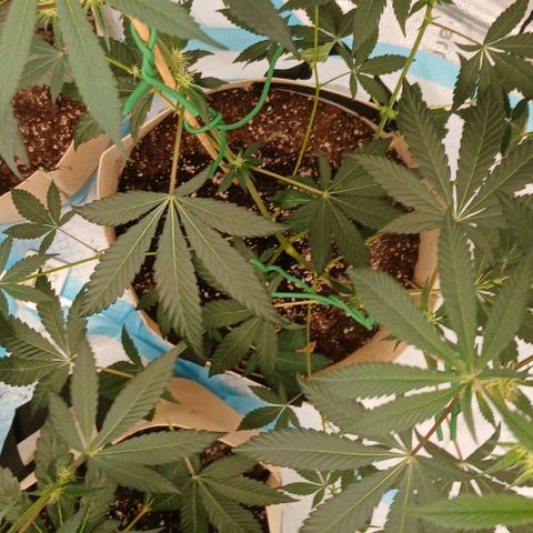Ice dream cake seedsman seeds ×2 growlog timeline photo