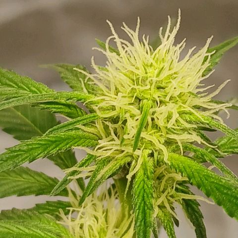 Ice dream cake seedsman seeds ×2 growlog timeline photo