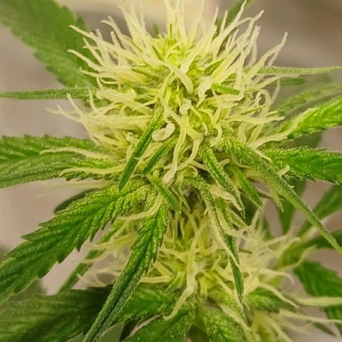 Ice dream cake seedsman seeds ×2 growlog timeline photo