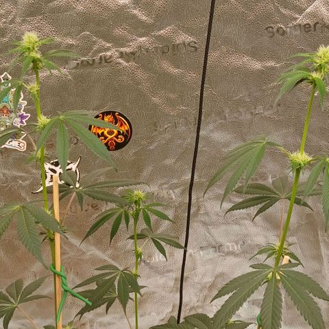 Ice dream cake seedsman seeds ×2 growlog timeline photo