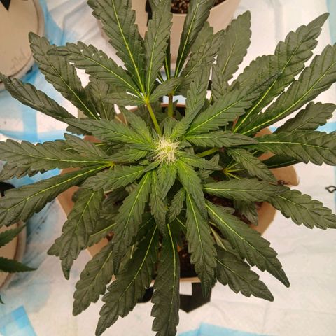 Purple bubba kush ×2 growlog timeline photo
