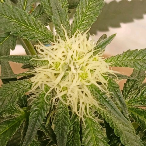 Purple bubba kush ×2 growlog timeline photo