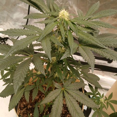 Purple bubba kush ×2 growlog timeline photo
