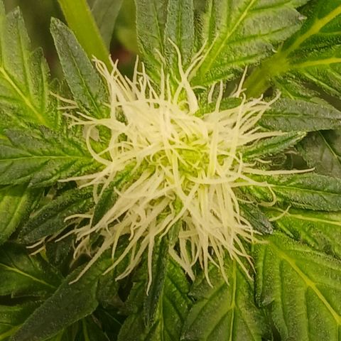 Purple bubba kush ×2 growlog timeline photo