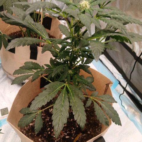 Purple bubba kush ×2 growlog timeline photo