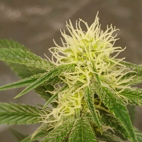 Ice dream cake seedsman seeds ×2 growlog timeline photo